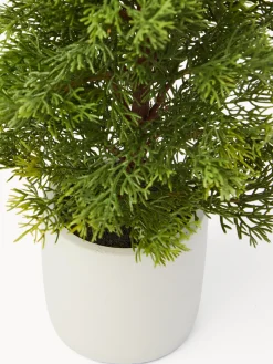 coincasa Alberello con pigne e vaso