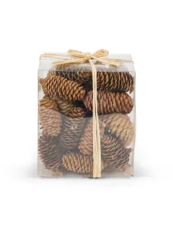 coincasa Box con pigne