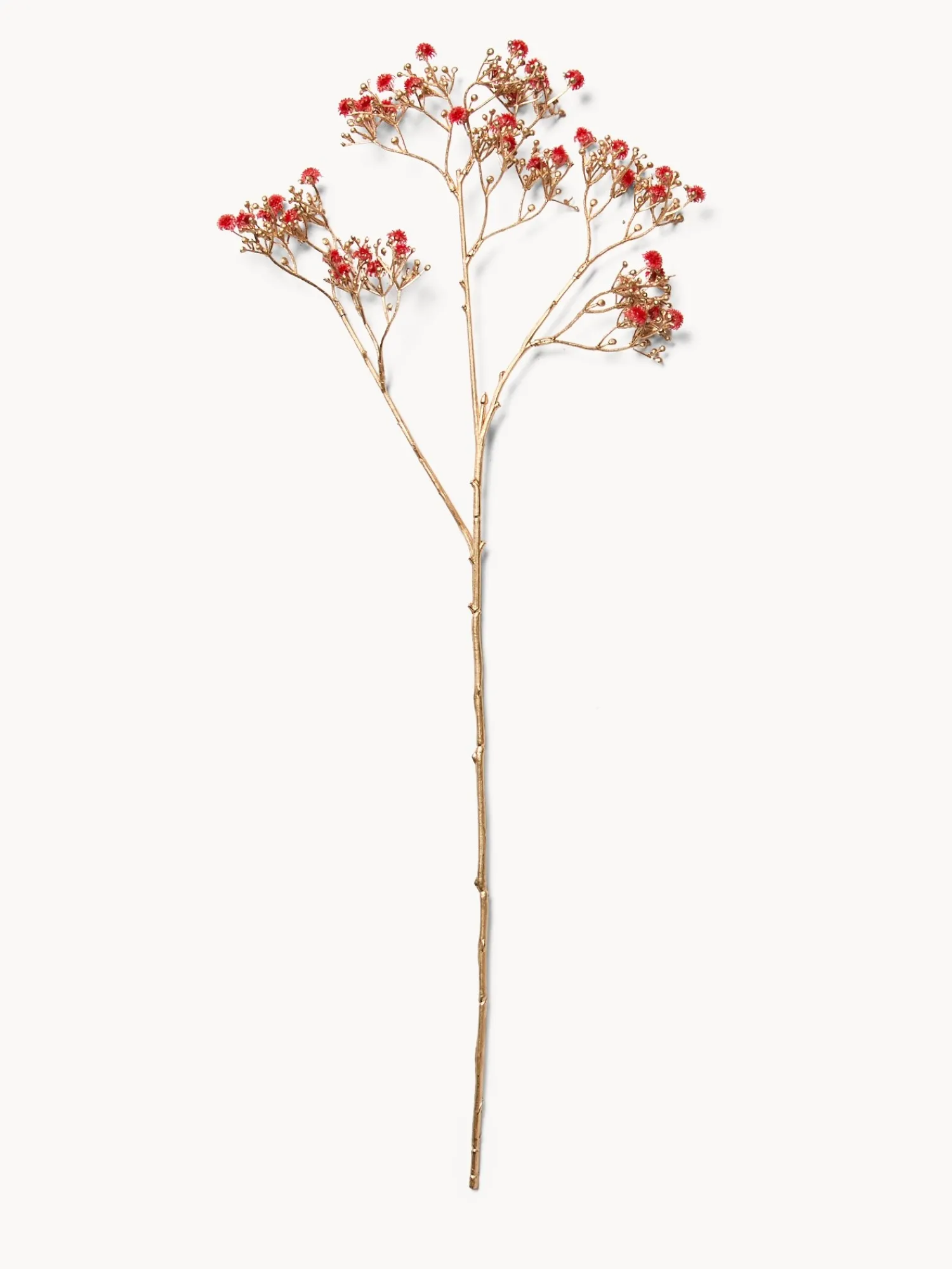 coincasa Ramo di gisofilia