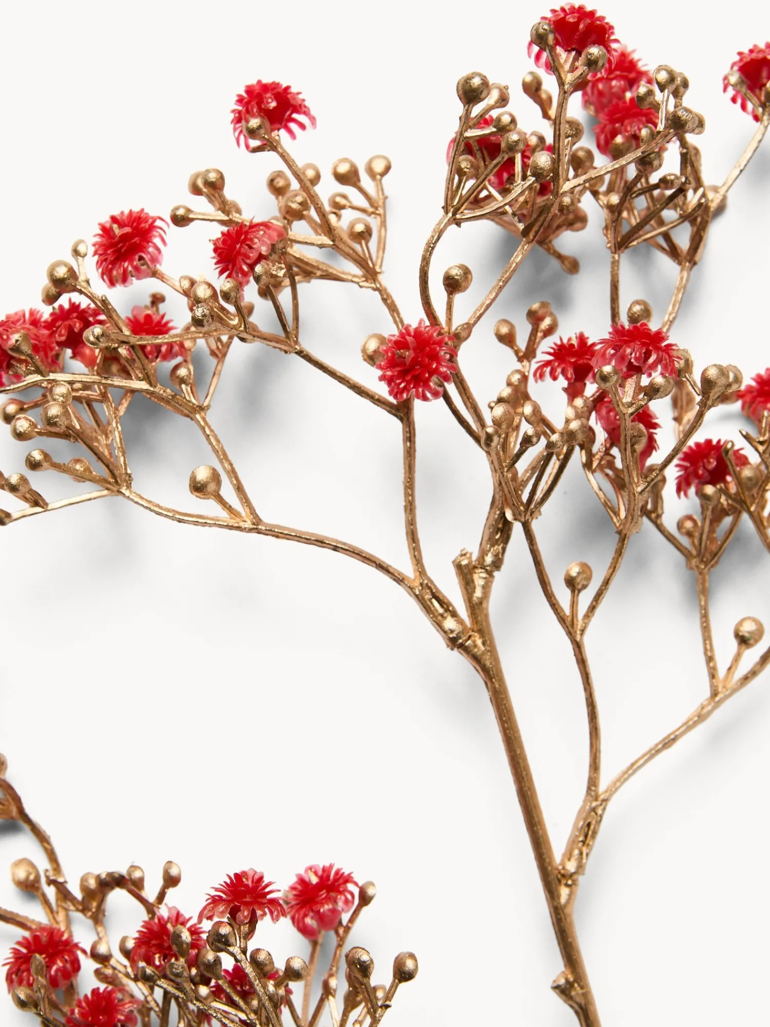 coincasa Ramo di gisofilia