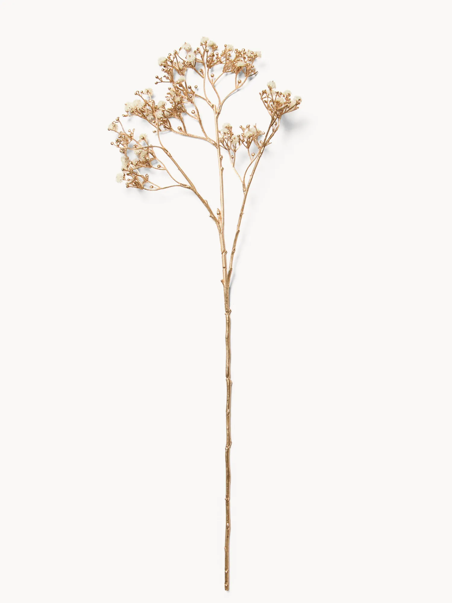 coincasa Ramo di gisofilia