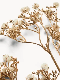 coincasa Ramo di gisofilia