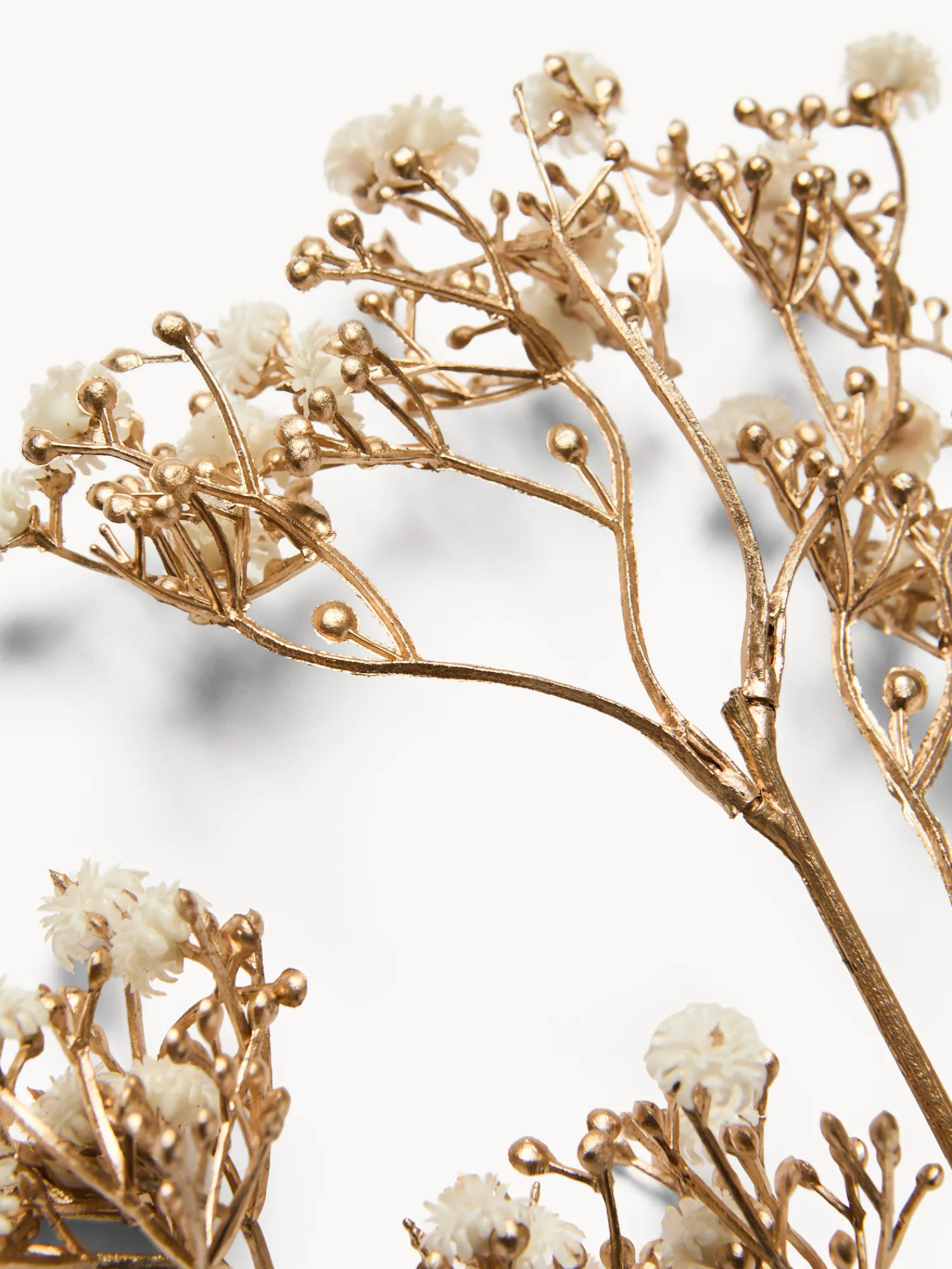 coincasa Ramo di gisofilia